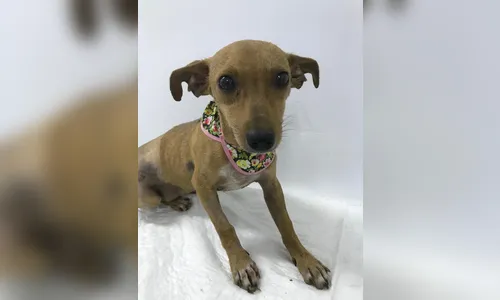 Ajude a Soprap a ajudar