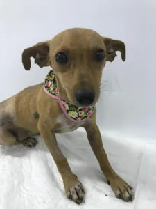 Bella, foi resgatada após pedidos de ajuda de populares