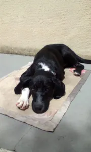 Jhony para adoção