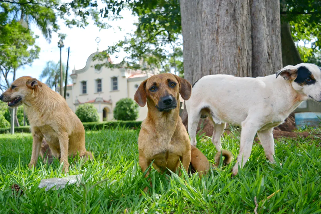 Abandono de cães na Colônia Esperança motivou boletim de ocorrência (Foto: Sérgio Rodrigo)