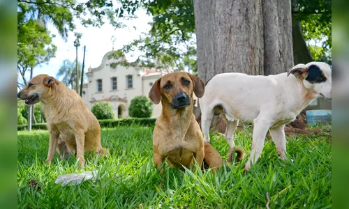 Arapongas vai castrar cães de rua e construir novo canil 