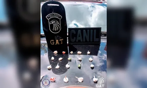 GM de Arapongas prende traficante e retira drogas de circulação no 'São Rafael'