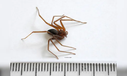 Paraná teve mais de quatro mil acidentes com aranha-marrom