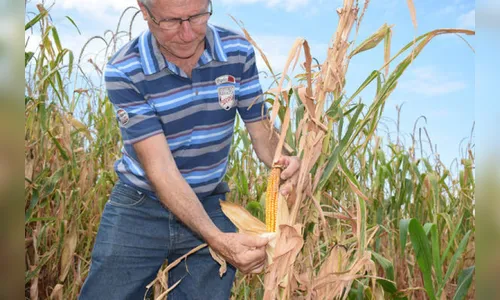 Região vai deixar de colher 35 mil t de milho