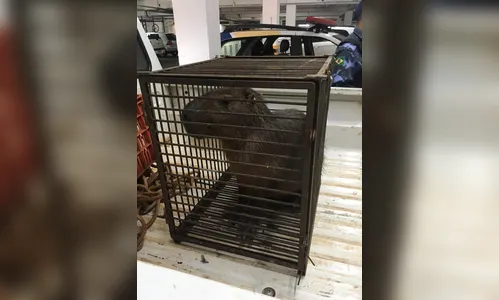 Capivara invade estacionamento de supermercado em Arapongas 