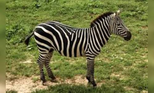 ZEBRAS DE 2020