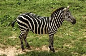ZEBRAS DE 2020