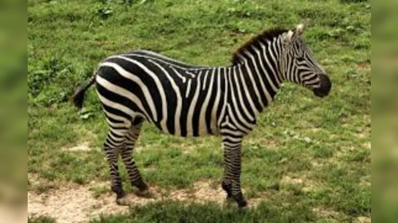 Imagem ilustrativa da notícia ZEBRAS DE 2020