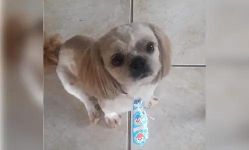 Família procura por cachorrinho desaparecido