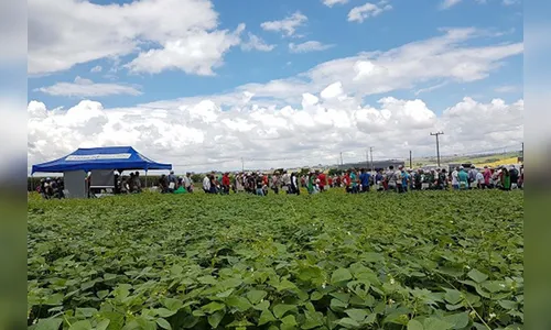 Semana de Campo vai reunir produtores de feijão e milho