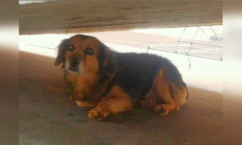 30º BI Mec faz campanha de doação de cachorros mantidos por voluntários