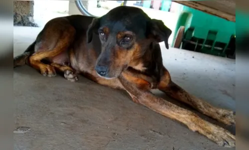 
							30º BI Mec faz campanha de doação de cachorros mantidos por voluntários
						
						