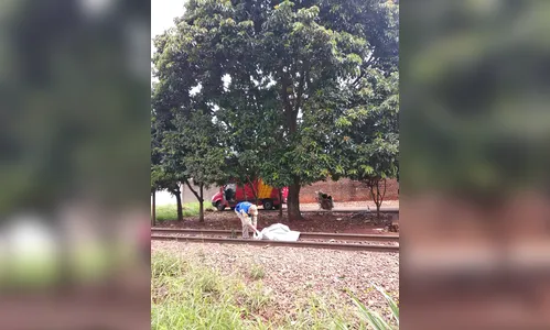 Mulher morre após cair de árvore em Arapongas