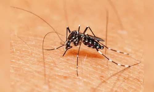 Secretaria da Saúde confirma duas mortes por dengue em Londrina