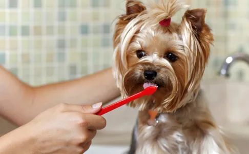 Dia Mundial da Saúde Bucal: cuidados devem fazer parte da rotina dos pets