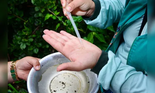 Apucarana confirma sete casos de dengue