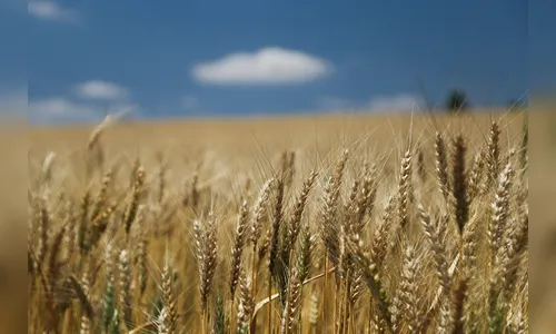 Produção de grãos deve atingir 37 milhões de toneladas