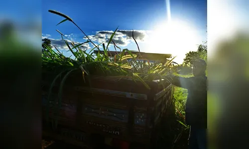 Domingo ensolarado com máxima de 30ºC em Apucarana e região