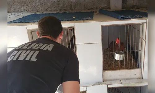 Polícia apreende galos e pássaros silvestres em situação de maus-tratos 