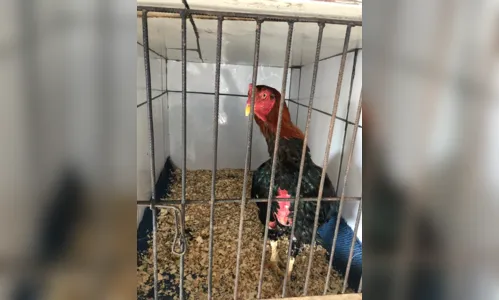 
							Polícia apreende galos e pássaros silvestres em situação de maus-tratos 
						
						