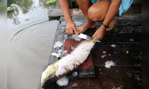 Pesquisa indica peixes que podem ser consumidos por brasileiros