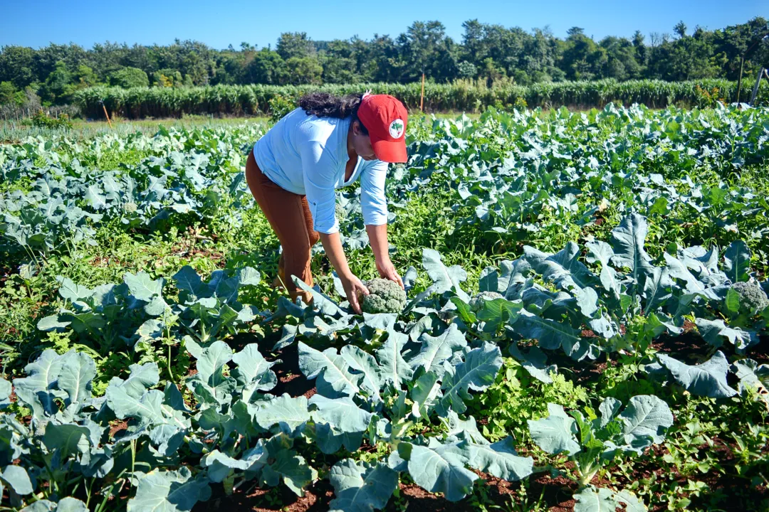 Como se desenvolve o assentamento-modelo do MST em uma das cidades mais 'bolsonaristas' do Paraná