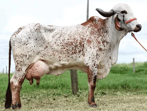 Vaca da raça Gir é muito utilizada na produção leiteira.