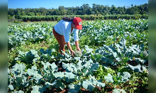 Como se desenvolve o assentamento-modelo do MST em uma das cidades mais 'bolsonaristas' do Paraná