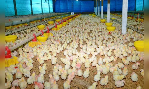 
							Avicultura decola no norte do Paraná
						
						