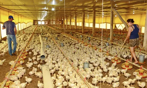 Avicultura decola no norte do Paraná