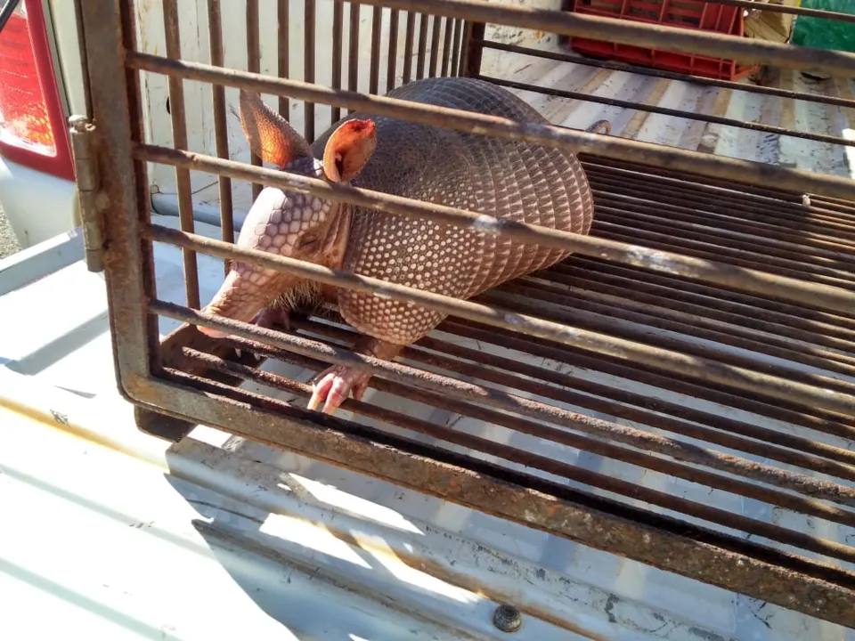 Tatu-galinha estava ferido quando foi encontrado pela guarda. Foto: Divulgação/GM