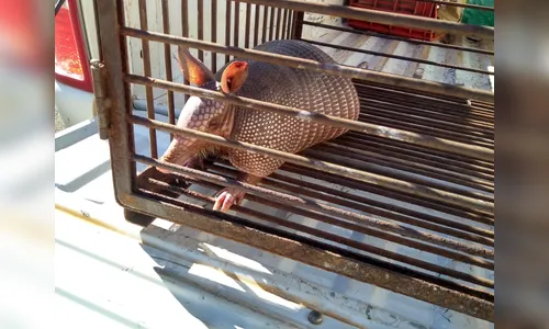 Tatu-galinha e gambá são resgatados em Arapongas