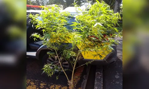Jovem é preso após ser flagrado podando pé de maconha em Apucarana 
