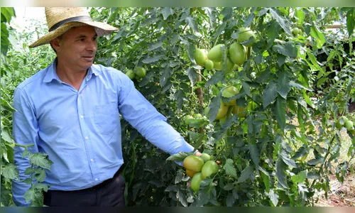 Produção de tomate conquista Vale do Ivaí