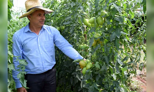 Produção de tomate conquista Vale do Ivaí