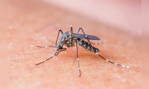 Mais duas mortes por dengue são confirmadas no Paraná