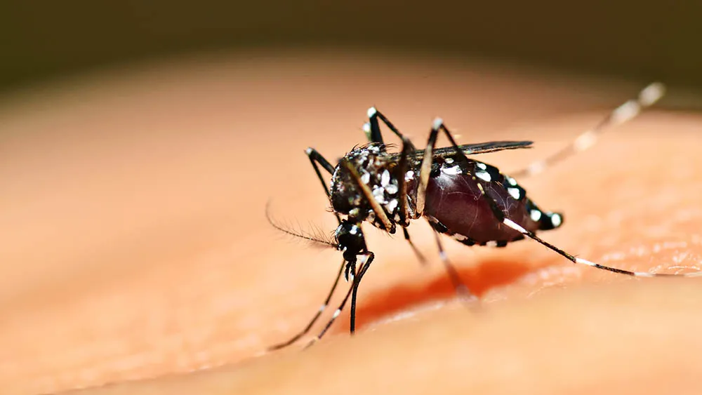 A forma urbana da febre amarela é transmitida pela picada do mosquito Aedes aegypti, o mesmo que transmite a dengue, a chikungunya e a zika.