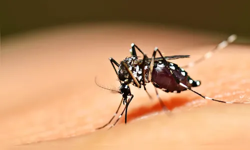 Paraná segue em alerta contra a febre amarela