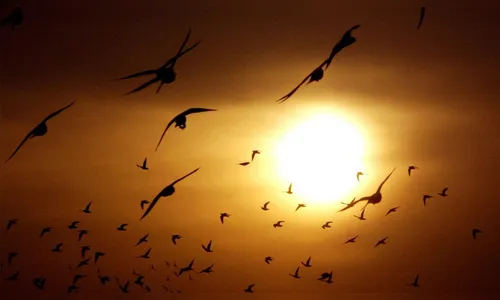 Sol e tempo abafado durante o dia é a previsão para este sábado