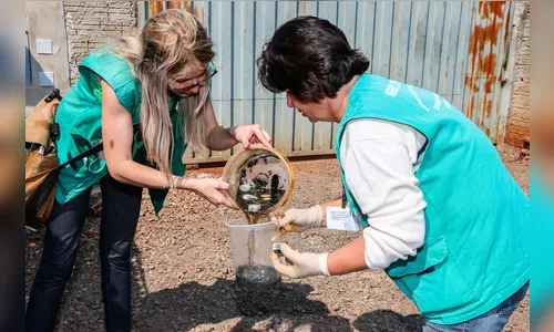 Apucarana registra 22 casos de dengue