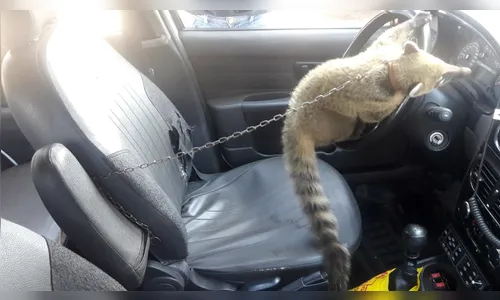 PM encontra quati amarrado e com coleira 