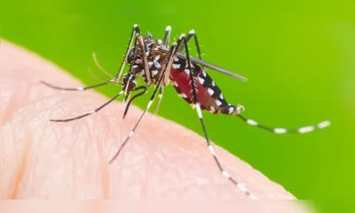 Ivaiporã enfrenta epidemia de dengue com 328 casos confirmados 