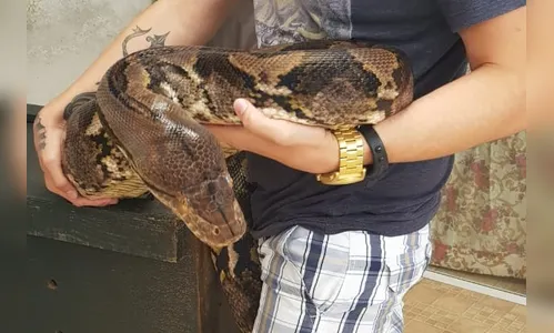 Polícia Civil do Paraná apreende cobra de 6 metros mantida em guarda-roupa