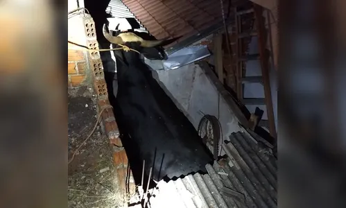 Touro cai sobre telhado de casa em Cambé