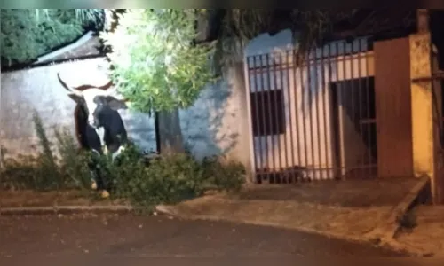 
							Touro cai sobre telhado de casa em Cambé
						
						