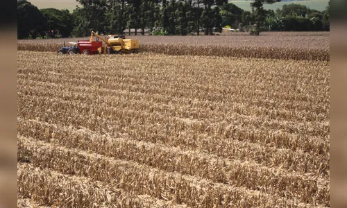 Paraná deverá produzir 37,3 milhões de toneladas de grãos