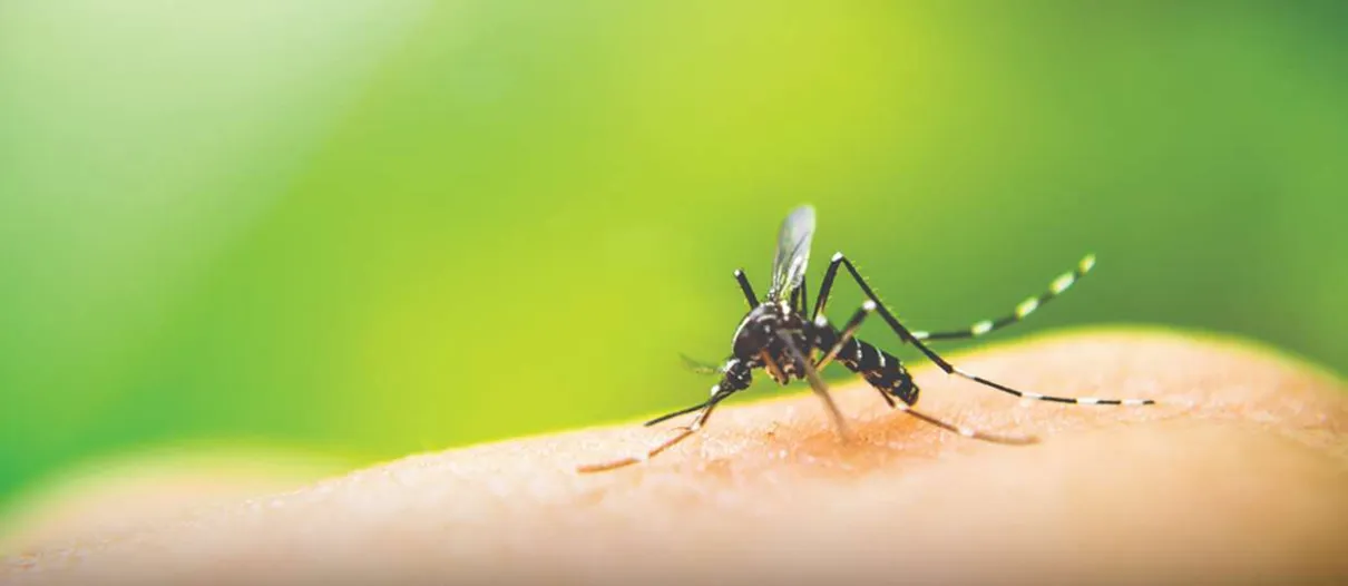 Paraná segue em alerta contra a dengue