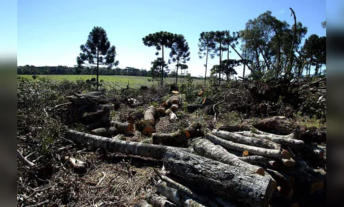 Estado já aplicou 930 autos de infração ambiental neste ano