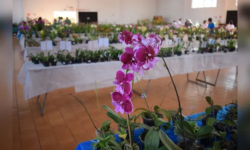   Festa das Flores termina neste sábado em Jardim Alegre