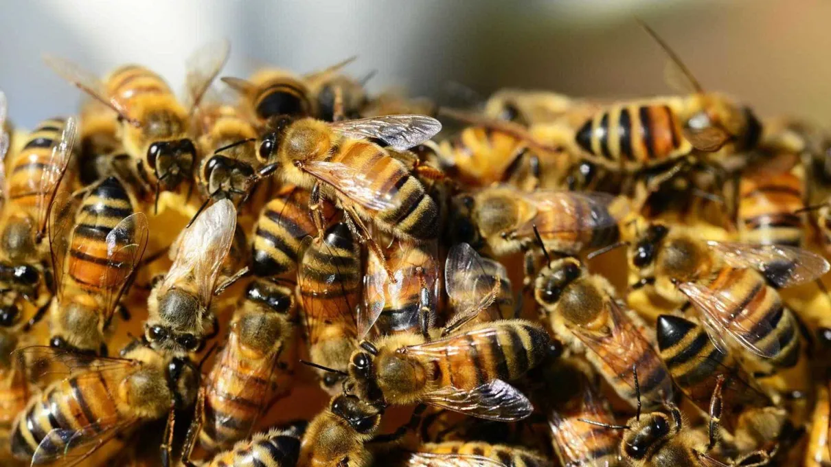 Idoso morre após ser picado por abelhas, em Cianorte